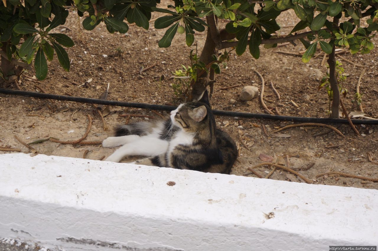 Под сенью парка в жаркий день Лимассол, Кипр