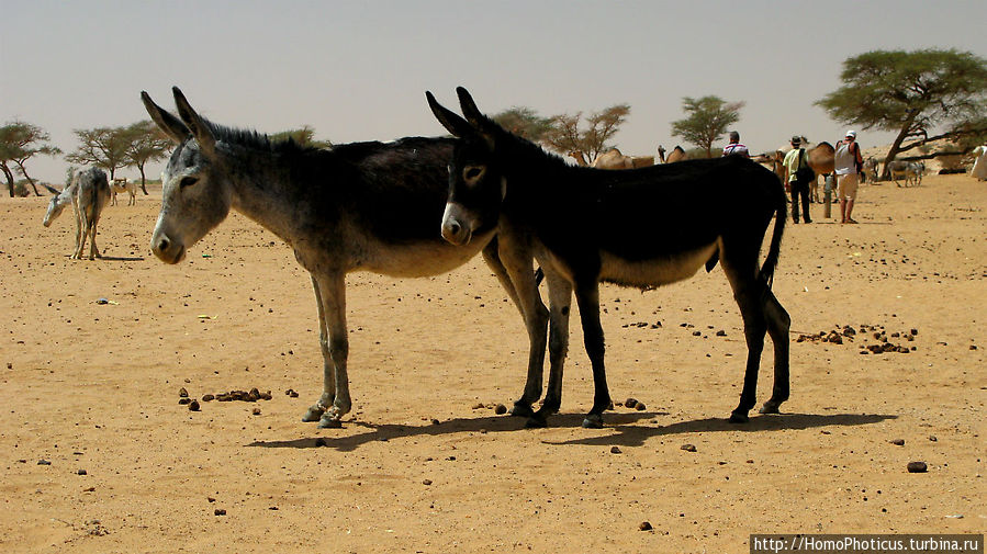 Пустыня Байюда Штат Нил, Судан