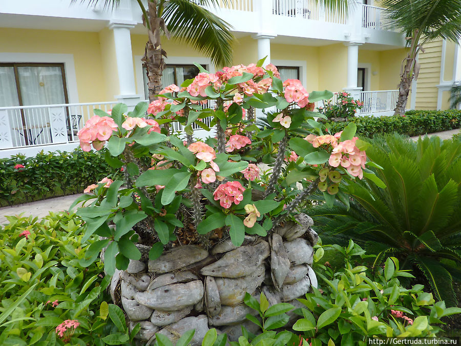 Оригинальная Оригинальная