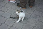 Котик на набережной :)