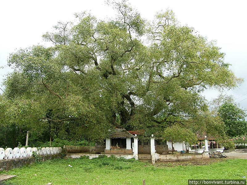 Дерево Бо — обязательный атрибут буддистского храма Канди, Шри-Ланка