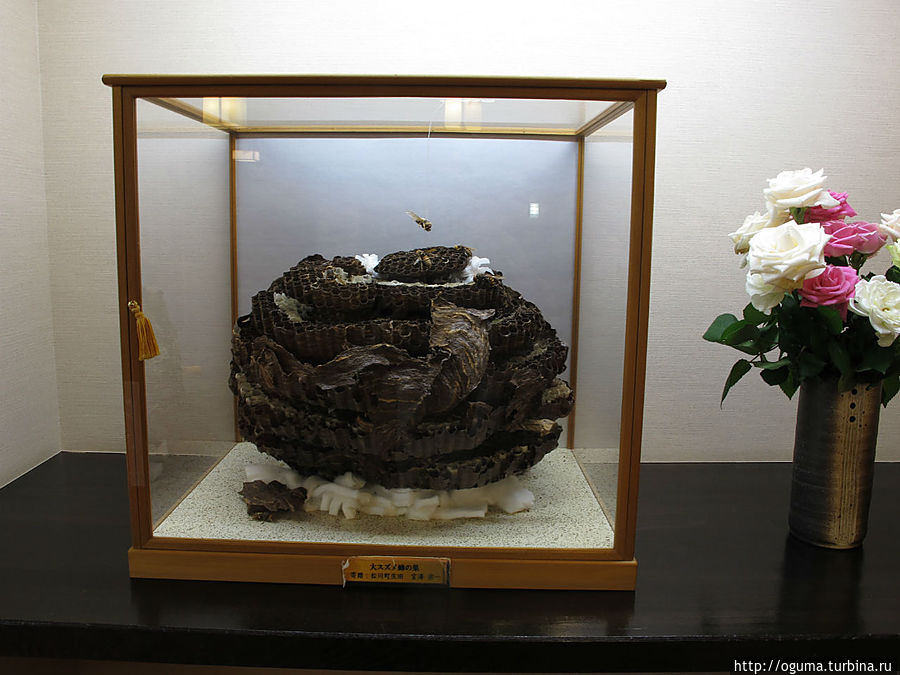 Гнездо гигантских шершней Гнездо гигантских шершней