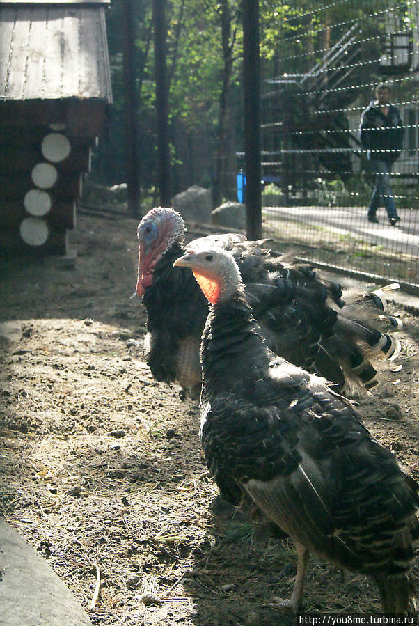 Поймайте мне кролика Нижегородская область, Россия Поймайте мне кролика Нижегородская область, Россия