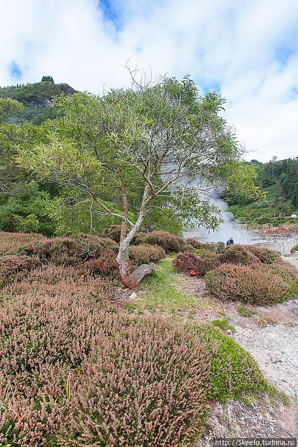 Ботанический сад юрского периода и кипящие воды Фурнаша Остров Сан-Мигел, Португалия