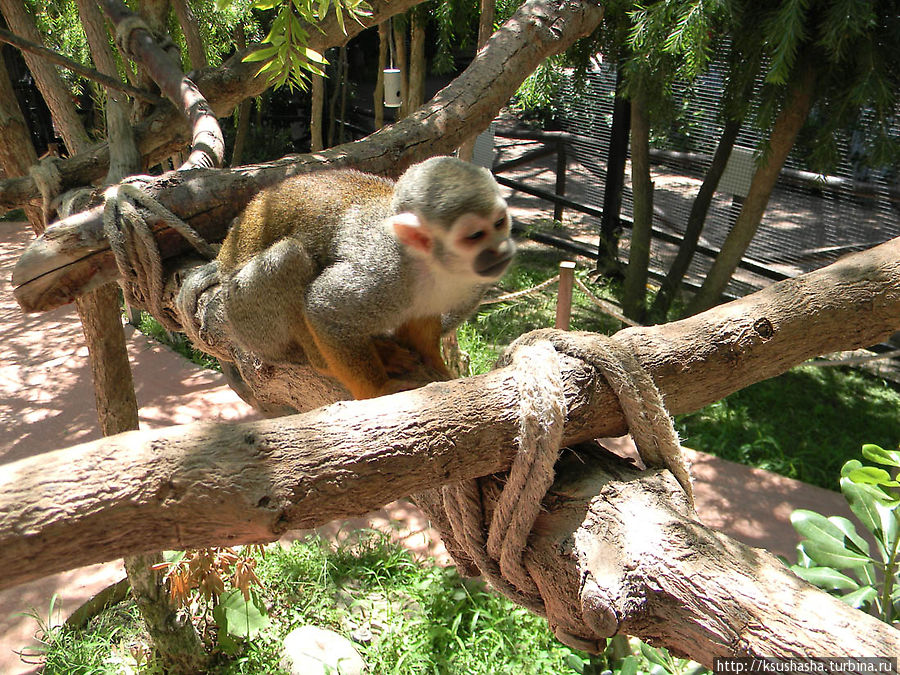 Дельфинарий Дельфинарий