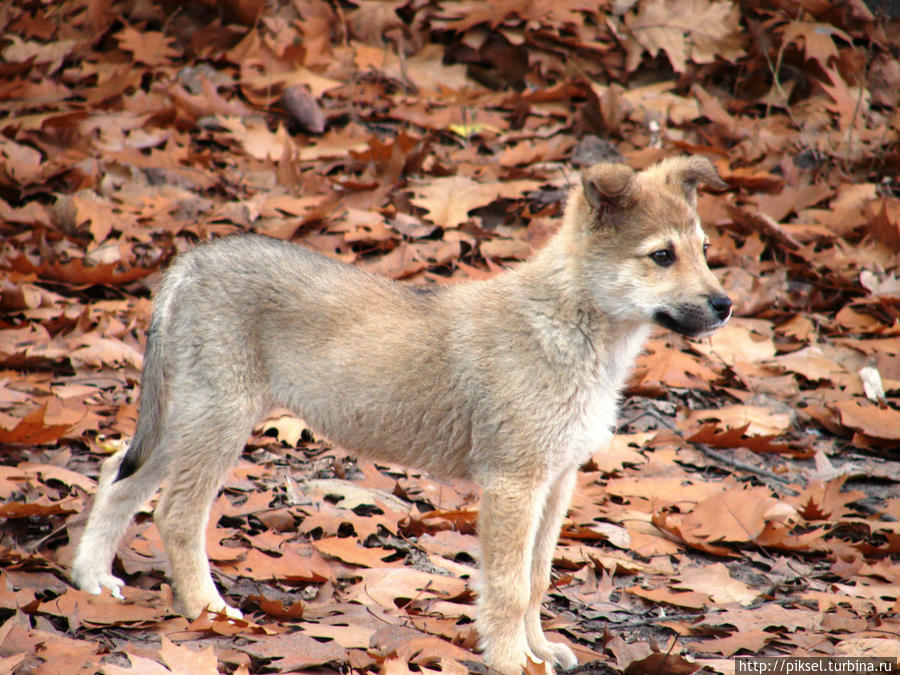 Осенняя медитация Киев, Украина Осенняя медитация Киев, Украина