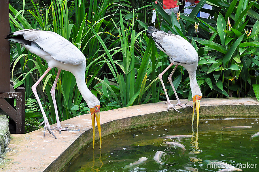 Собственно птицы! Встречают посетителей совершенно ручные цапли, которые вылавливают еду у рыбок из бассейна, абсолютно не обращая внимания на туристов. Куала-Лумпур, Малайзия