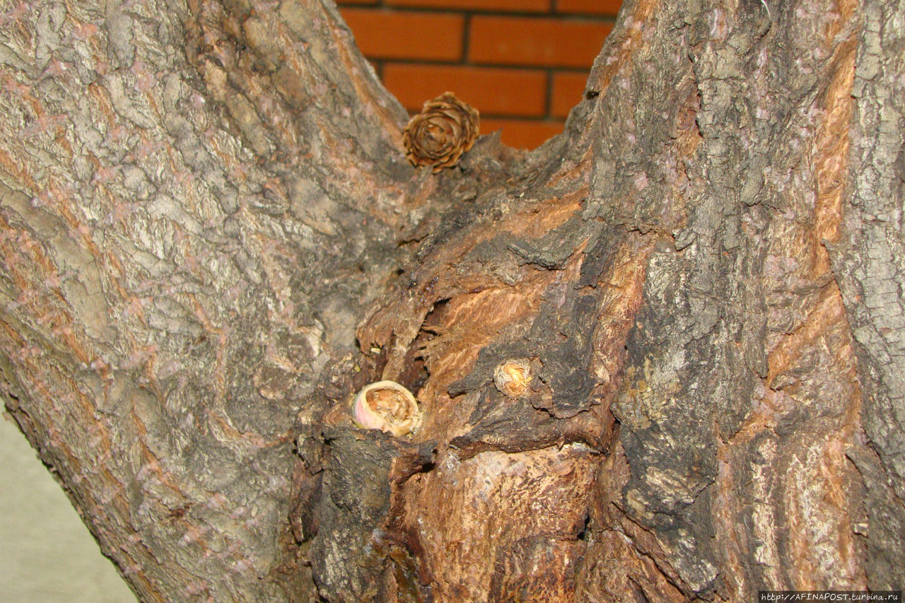 Незваная гостья Москва и Московская область, Россия Незваная гостья Москва и Московская область, Россия