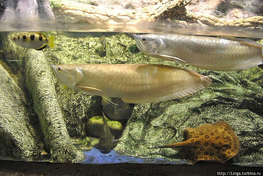 Носатая рыба — это ароуана (osteoglossum bicirrhosum). Охотсь за насекомыми и птицами, она может выпрыгивать из воды на высоту до двух метров. Барселона, Испания