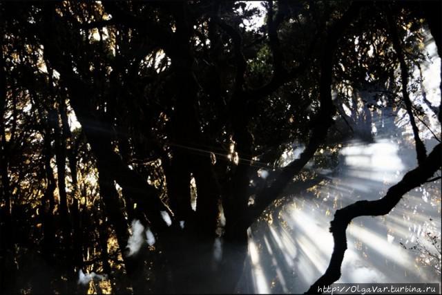 Лесные истории Филиппины Лесные истории Филиппины