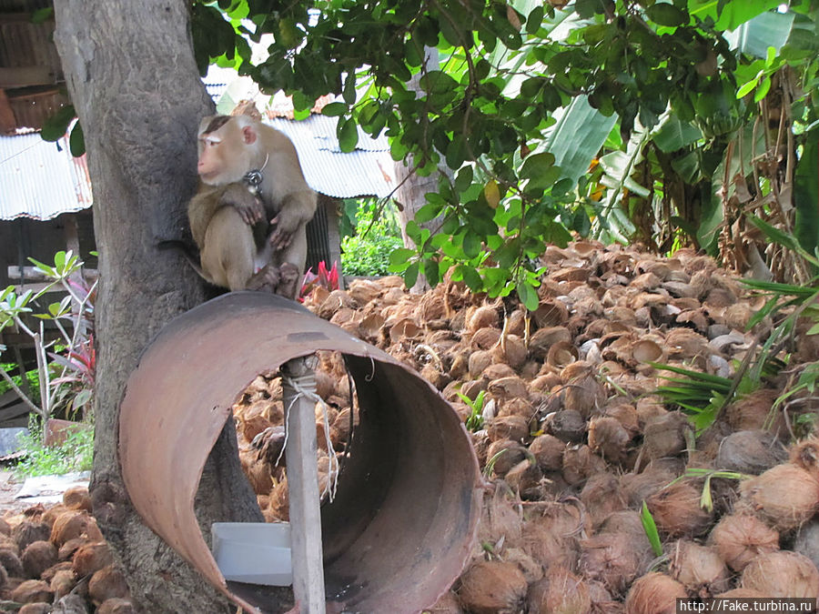 раскайфованная зазнавшаяся штучка) раскайфованная зазнавшаяся штучка)