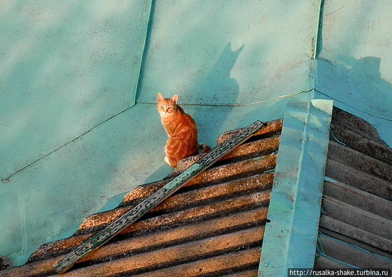 Кошка на крыше с любопытством на нас смотрела Семикаракорск, Россия