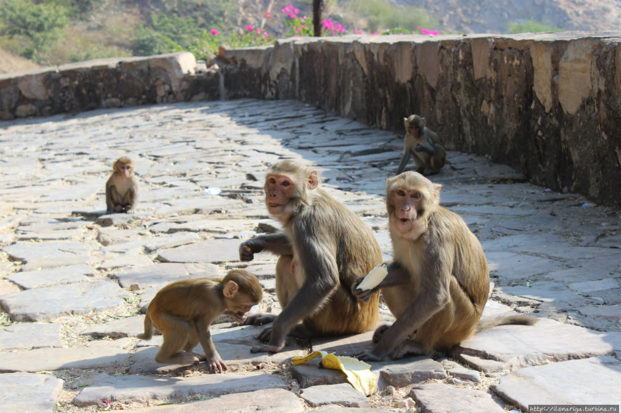 Дворец, где балом правят обезьяны Джайпур, Индия