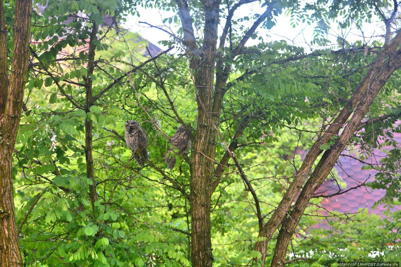 Лето. Совы Москва, Россия Лето. Совы Москва, Россия