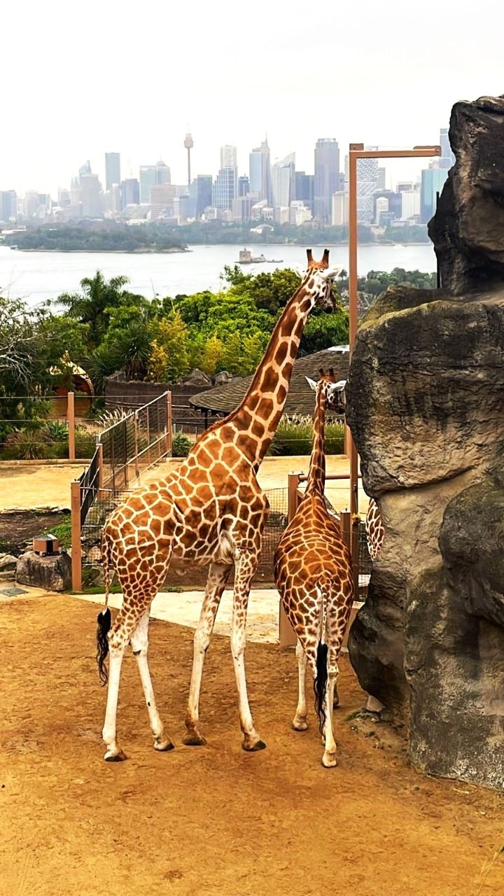 Сидней. Зоопарк 