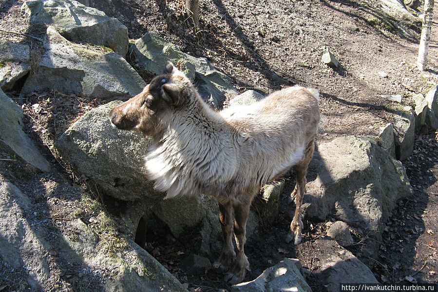 После домашних животных идут вольеры с дикими зверями. Олени одни из первых. После домашних животных идут вольеры с дикими зверями. Олени одни из первых.