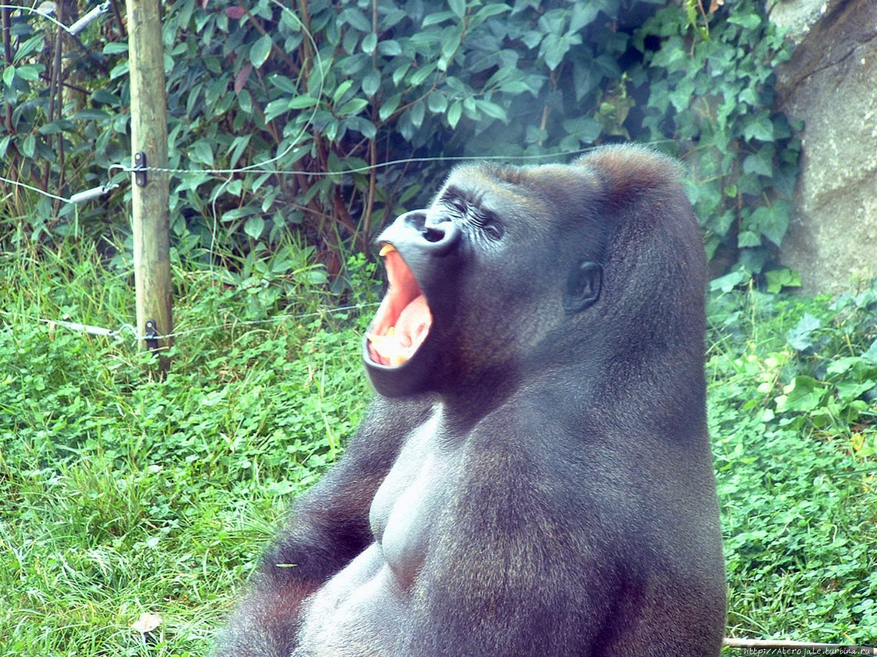 Есть гориллы или нет? Макоку, Габон