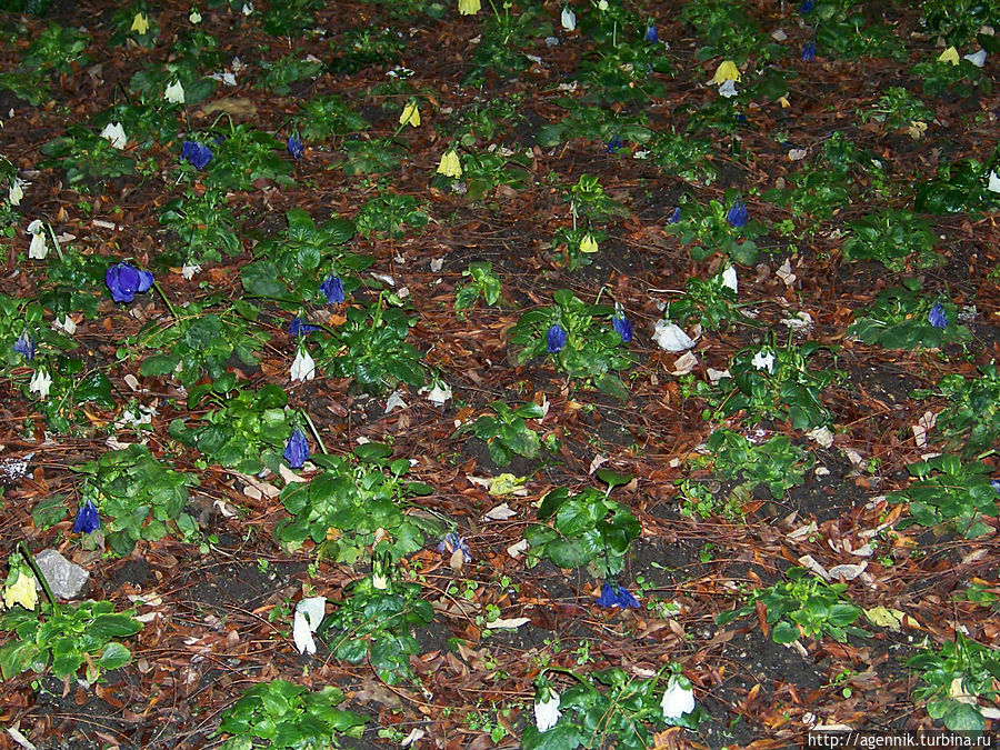 Зима в Мюнхене — цветы на газонах в декабре Мюнхен, Германия