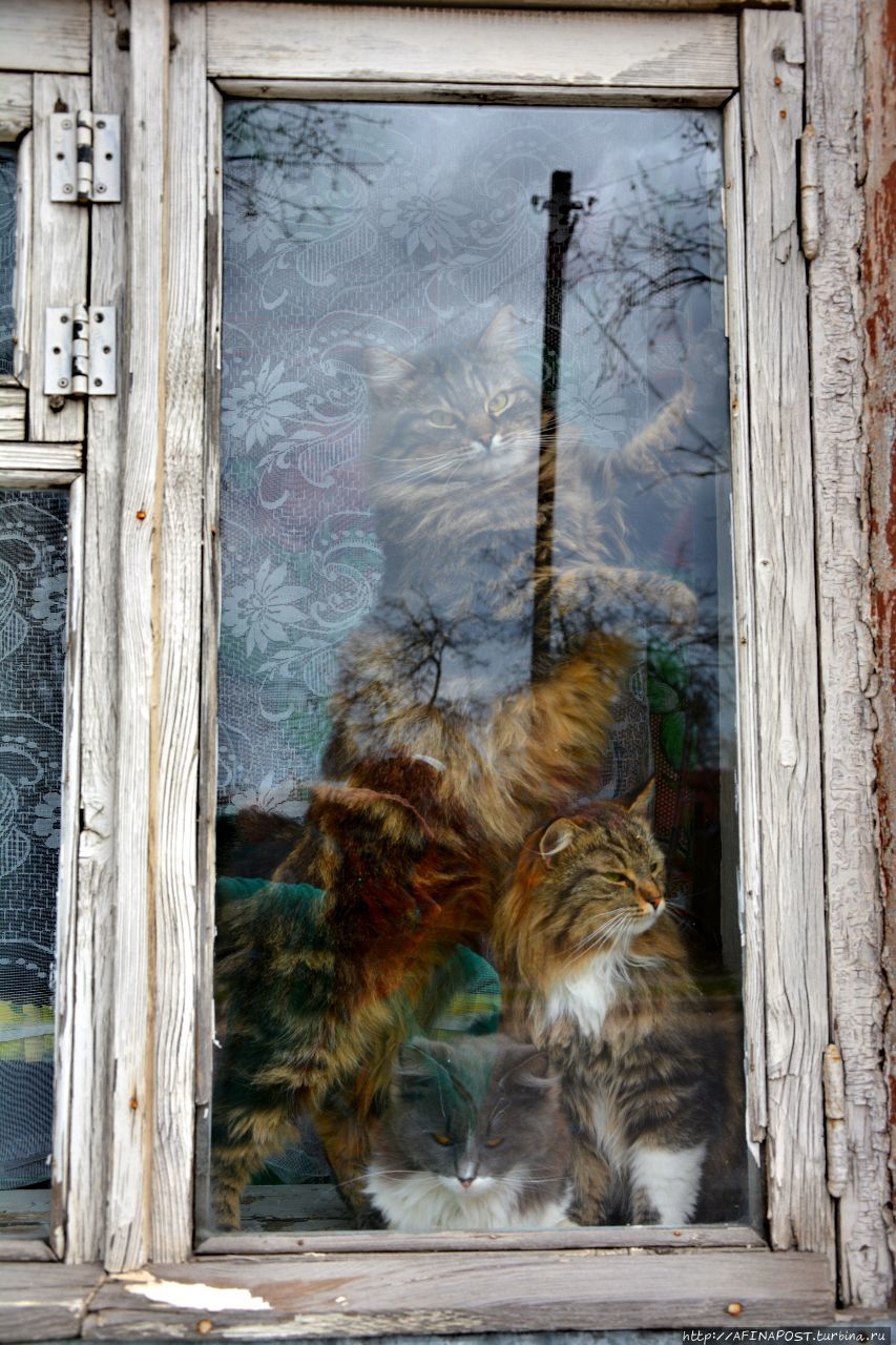 Торжокские киски Торжок, Россия Торжокские киски Торжок, Россия