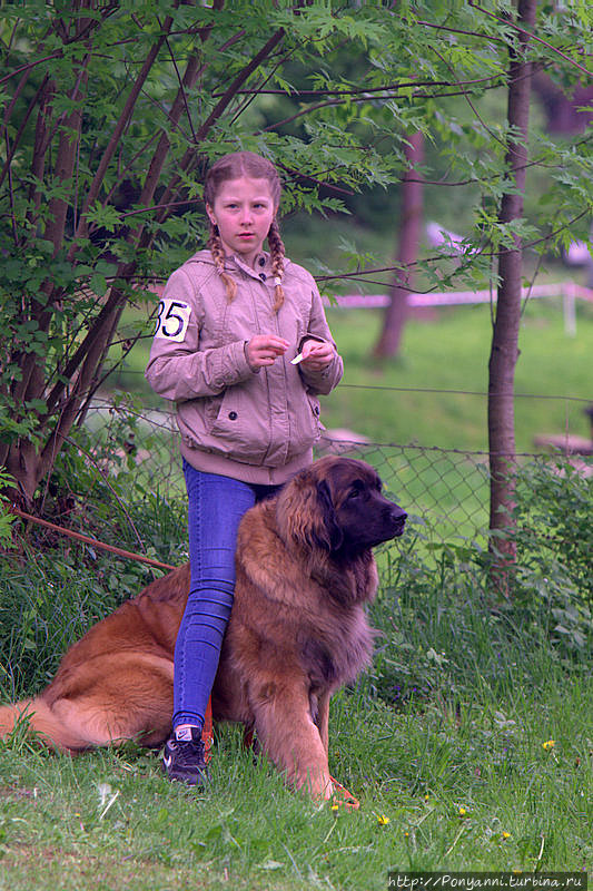 Собачий вальс Леонберг, Германия