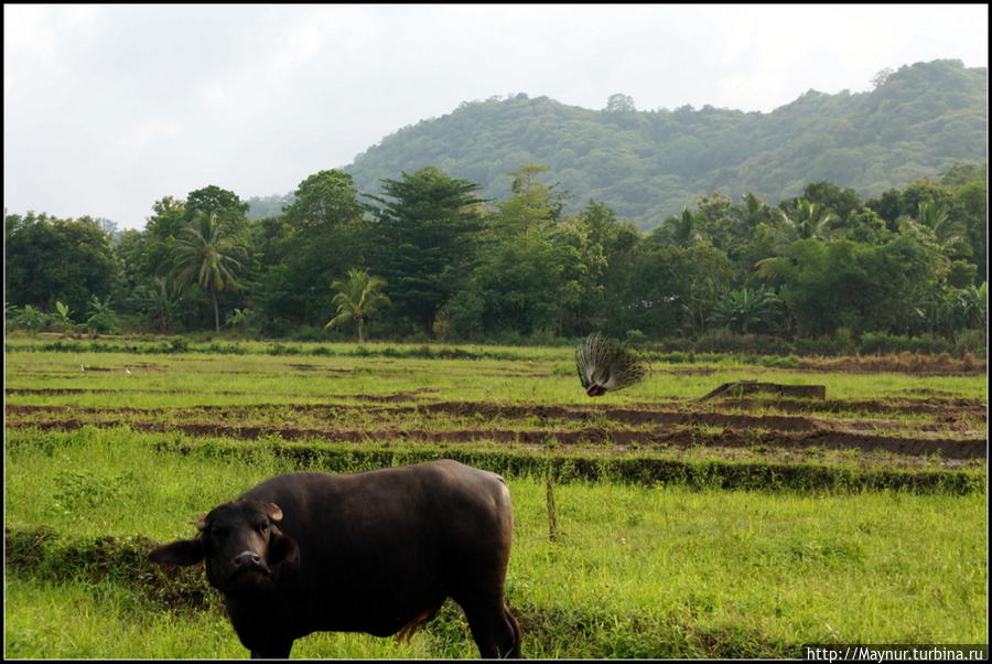 Дорога   к скале  пролегает  вдоль   живописных  полей,  на   которых   паслись  тучные  коровы  и   неотличимые  по  цвету  от  зелени  павлины.  Павлины ценны  тем,  что  живут  на  воле.  Даже  окрас  приобрели  защитный. Веллавая, Шри-Ланка
