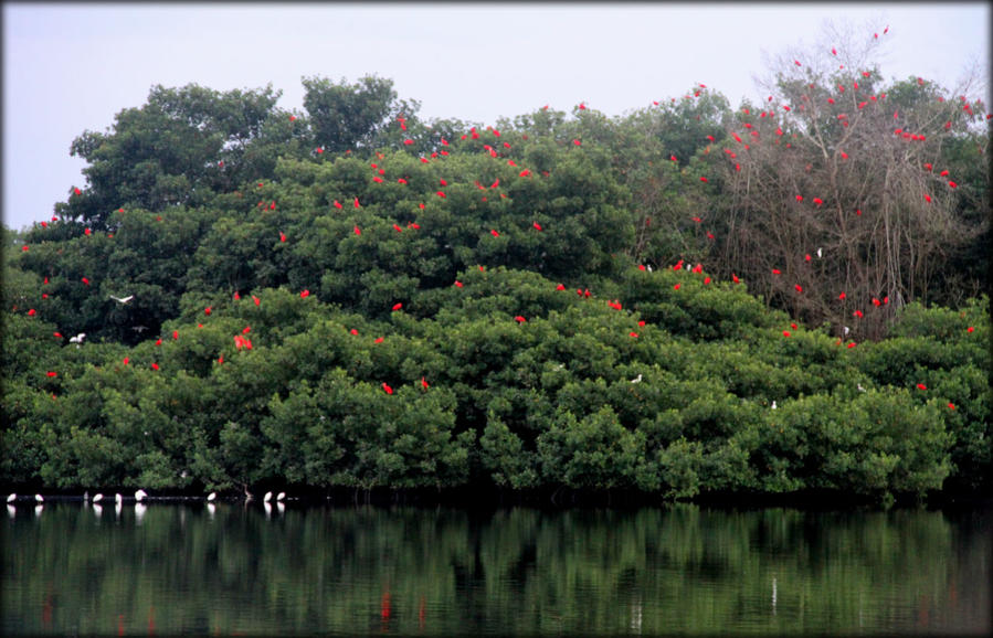 Полет красного ибиса или пернатое чудо острова Тринидад