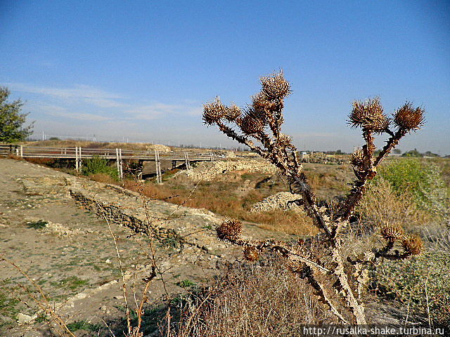 Земля вокруг заросла чертополохом. Земля вокруг заросла чертополохом.
