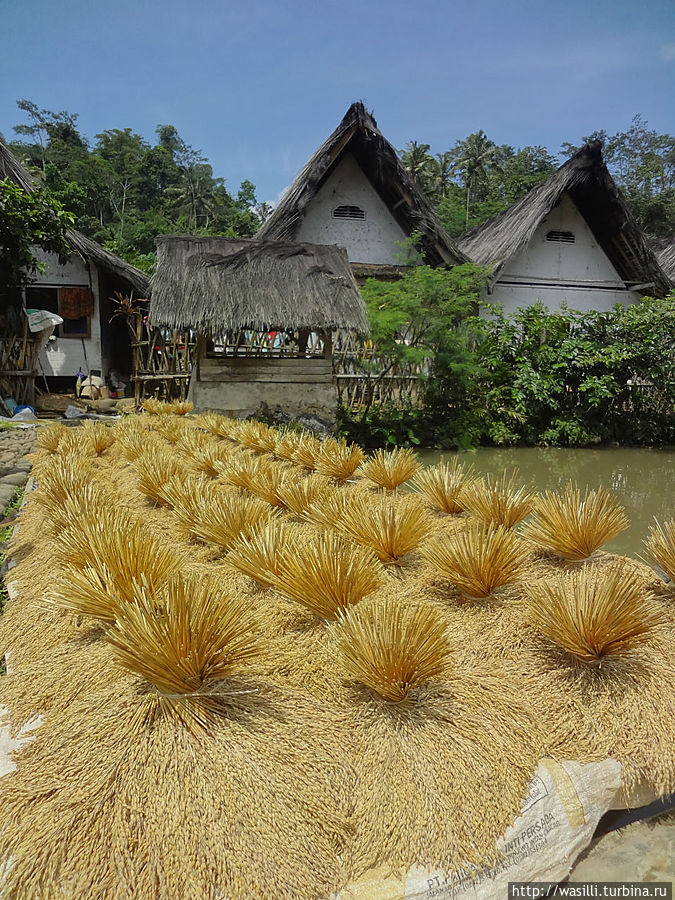 Пучки риса. Ява, Индонезия