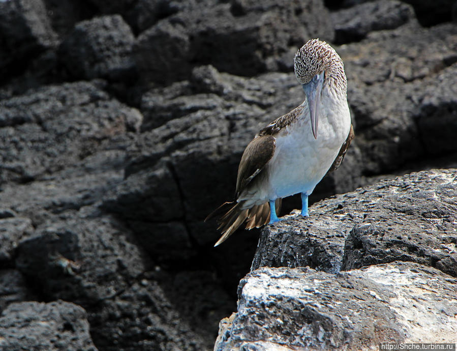 ... птичек... Пуэрто-Айора, остров Санта-Крус, Эквадор