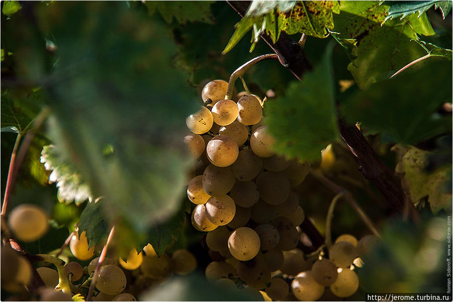Испанский виноград Понтеведра, Испания