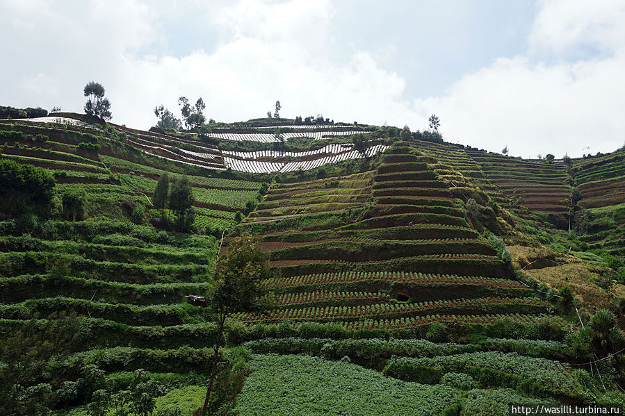 Террасы. Верхние закрыты плёнкой, что-бы не смывало грядки тропическими ливнями. Террасы. Верхние закрыты плёнкой, что-бы не смывало грядки тропическими ливнями.