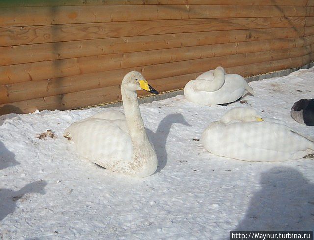 Лебеди на снегу. Южно-Сахалинск, Россия