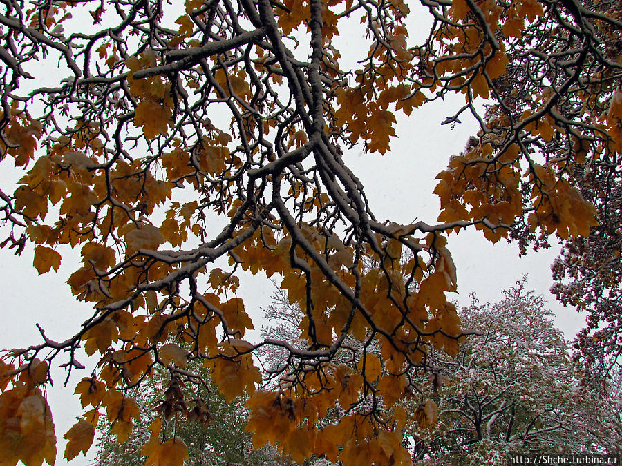 Золотая осень в Норвегии. Комбинации желтого и белого золота Тронхейм, Норвегия
