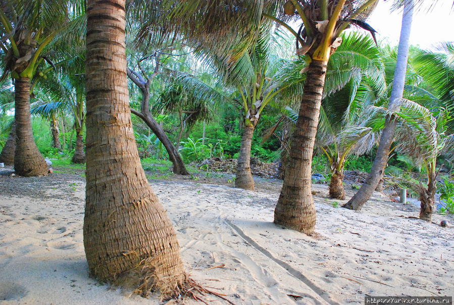 Кокосовая пальма — кормилица жителей островов Остров Дравака, Фиджи