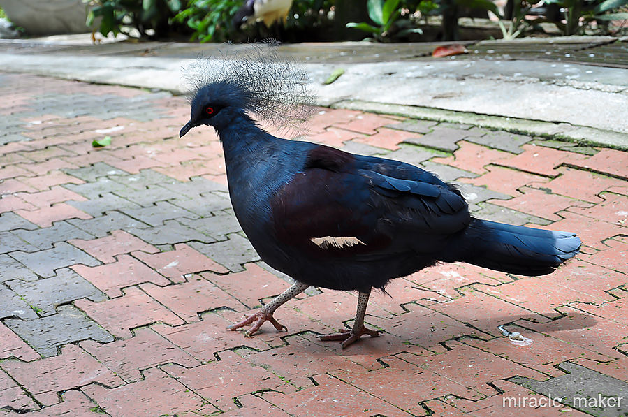 А это голубь, только не обычный, а Венценосный! О как! Куала-Лумпур, Малайзия