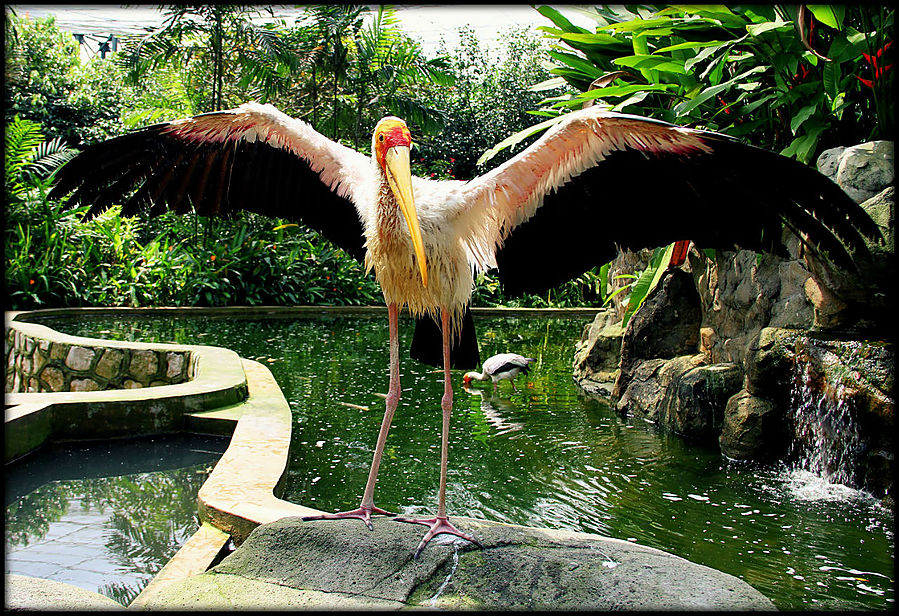 Птицы счастья или прогулка по крупнейшему в мире авиарию Куала-Лумпур, Малайзия