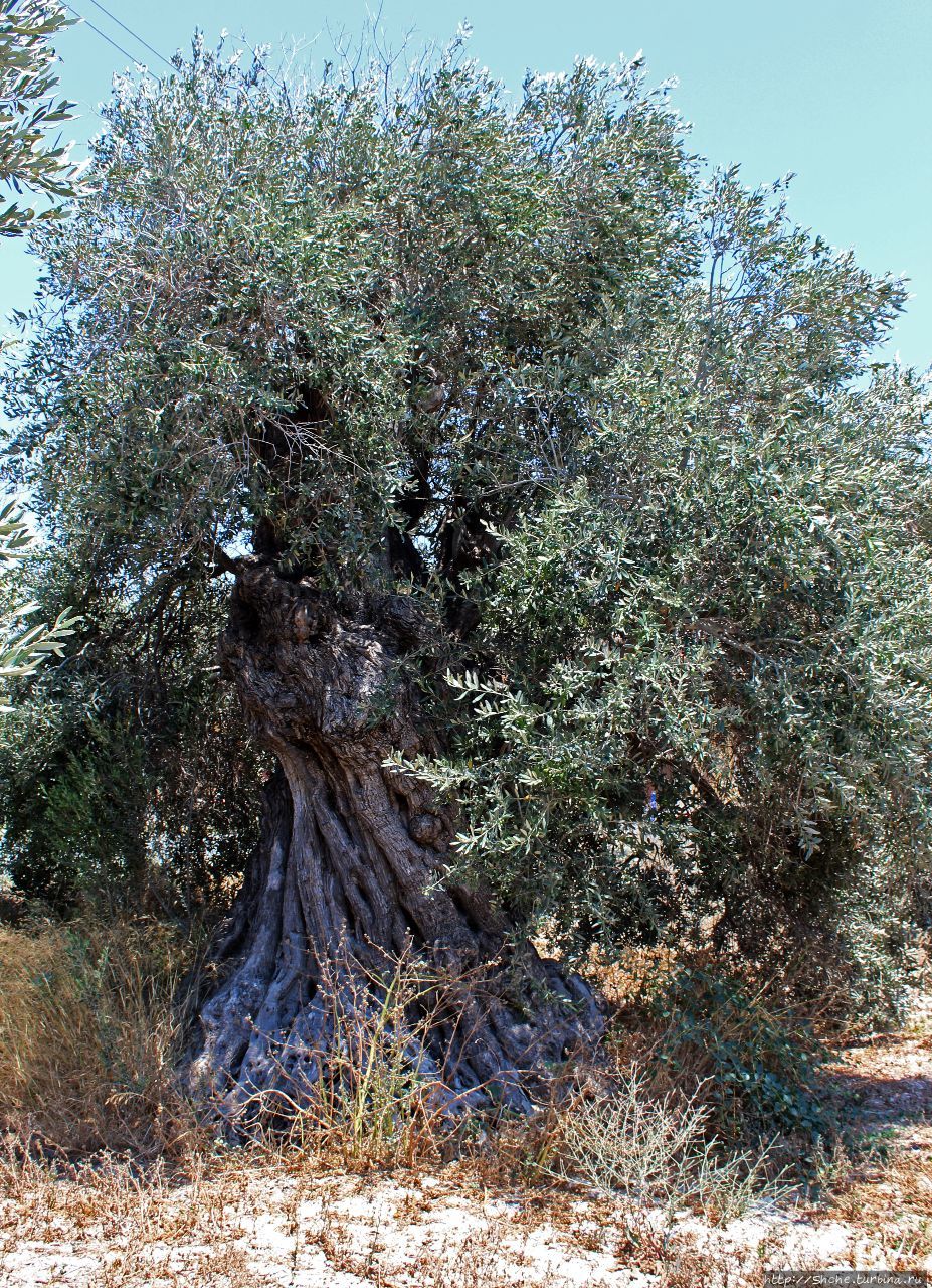 Старые оливковые деревья Акротири, Акротири и Декелия