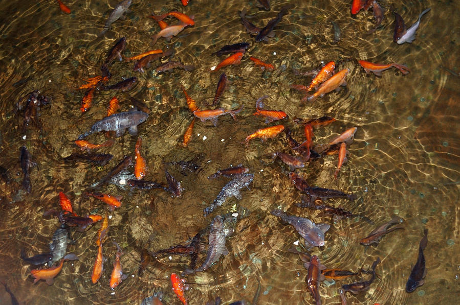 В подземном водохранилище Базилика Цистерна. Рыба Стамбул, Турция