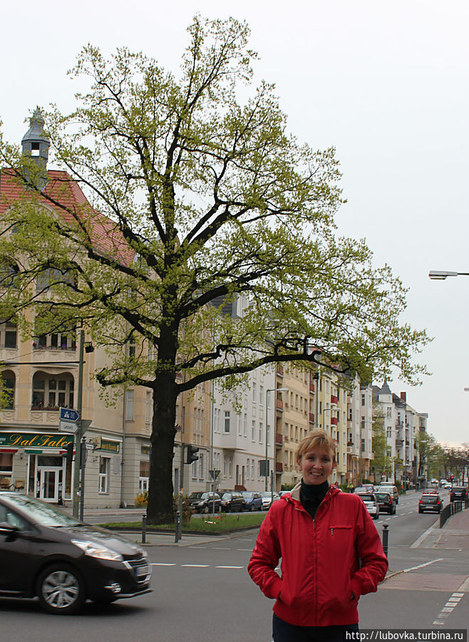 Дуб Кайзера Берлин, Германия Дуб Кайзера Берлин, Германия