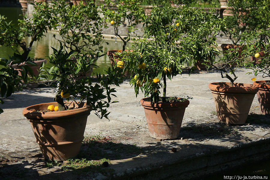 Прогулка по садам Боболи Флоренция, Италия Прогулка по садам Боболи Флоренция, Италия