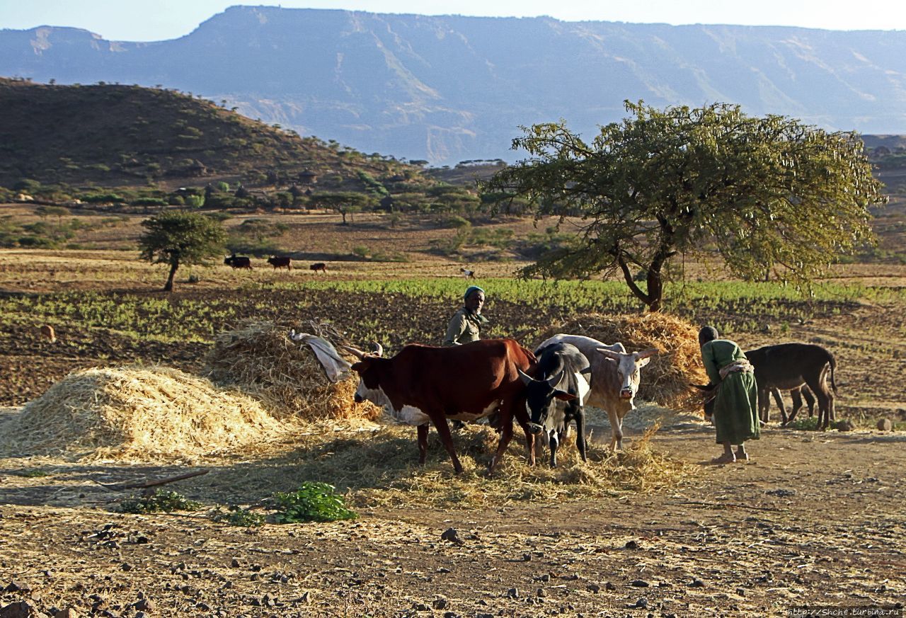 Молотьба по-эфиопски: круговорот безжалостный и беспощадный Регион Амхара, Эфиопия