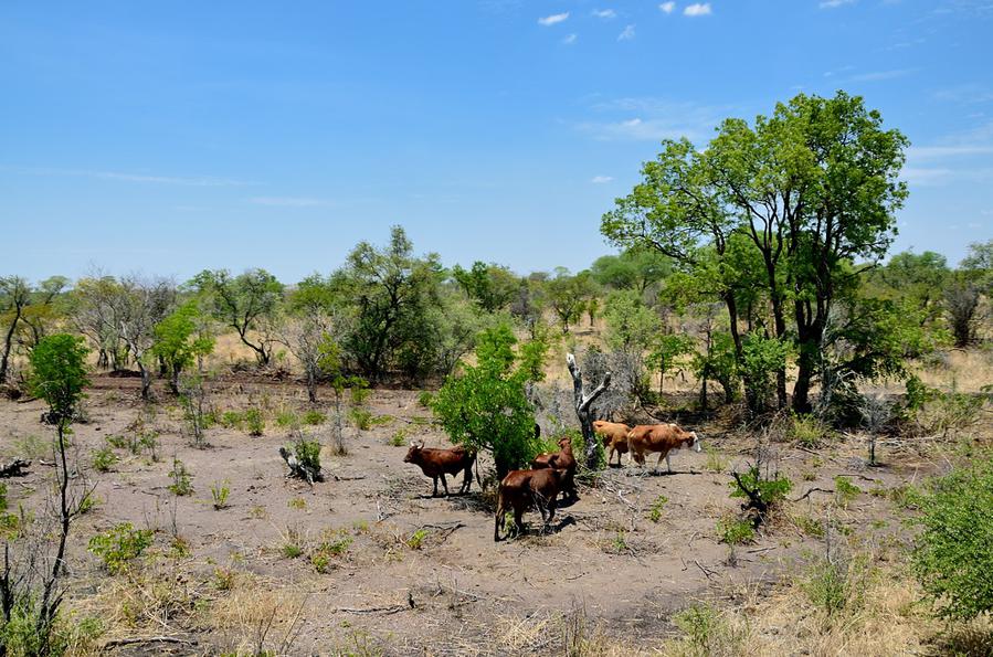 За окном пасутся коровы Булавайо, Зимбабве