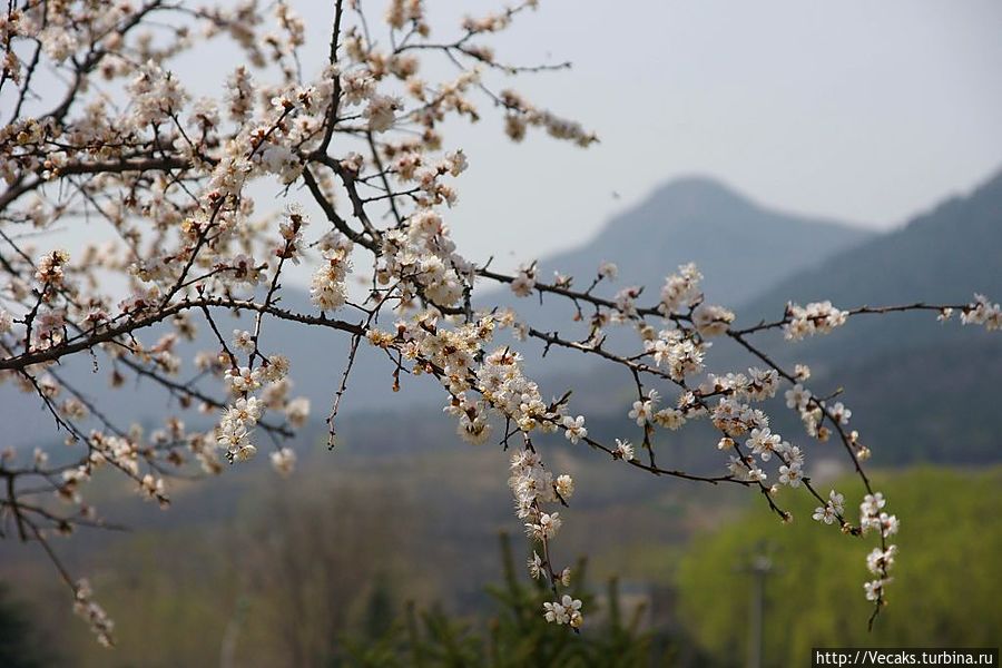 Весна в монастыре Шаолинь Шаолинь, Китай