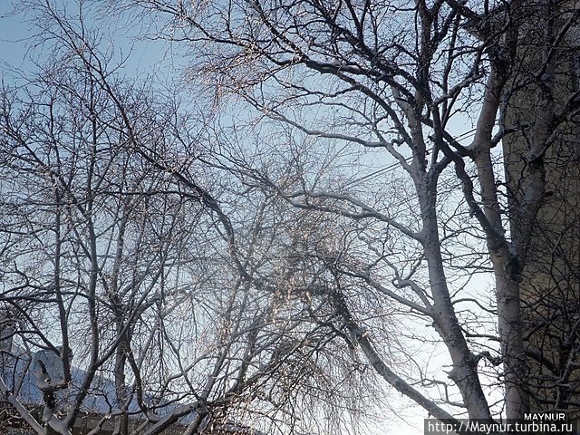 Деревья  в  бисере . Россия