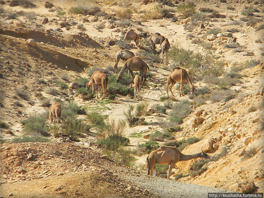 Большой махтеш и каменные деревья Мицпе-Рамон, Израиль Большой махтеш и каменные деревья Мицпе-Рамон, Израиль