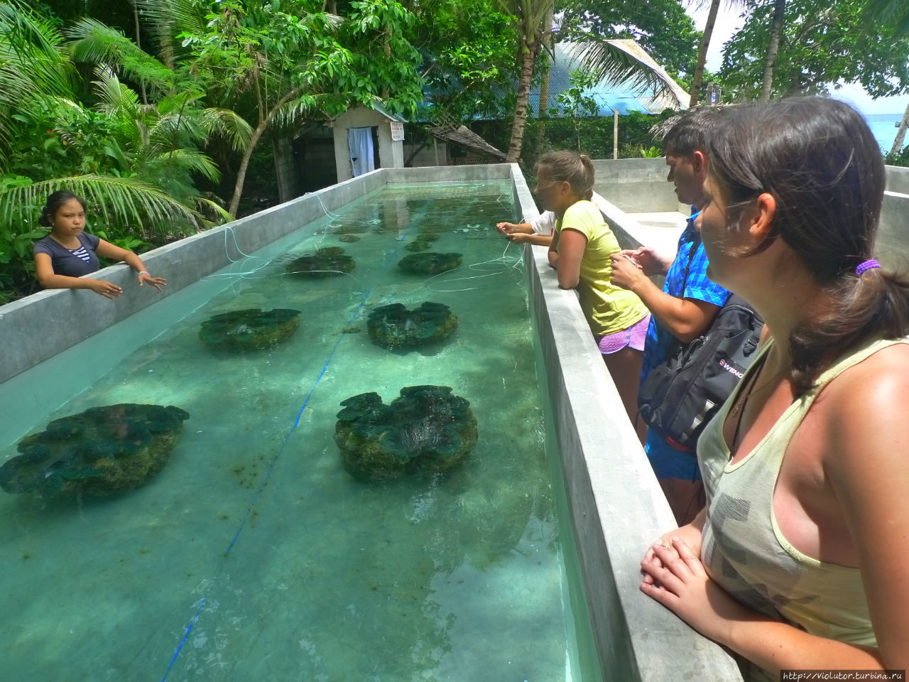 Камигин. Ферма гигантских моллюсков Остров Камигин, Филиппины