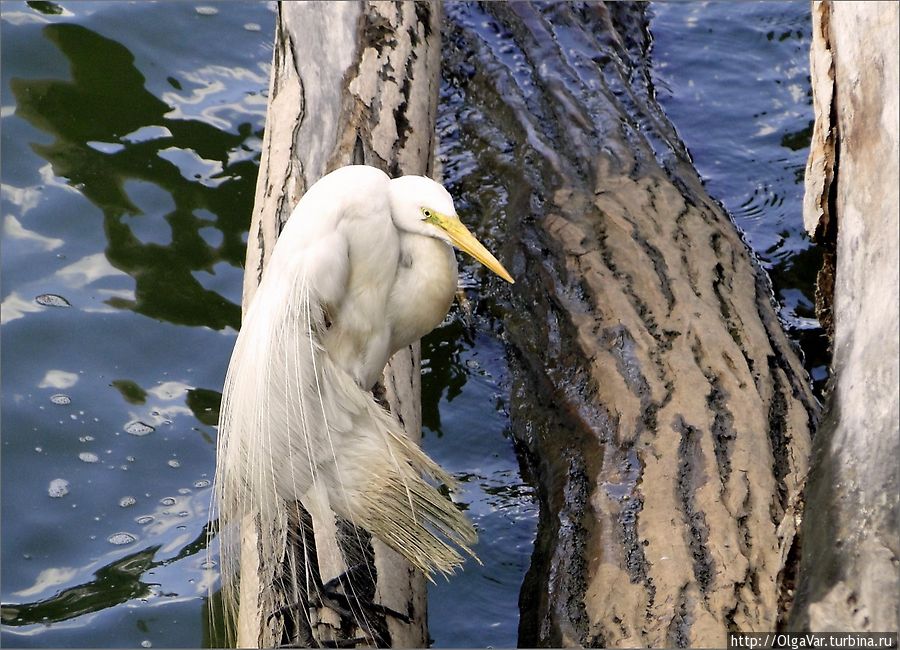 Такую красавицу мы не видели даже в национальном парке Уилпатту, славящемся разнообразием таких больших птиц