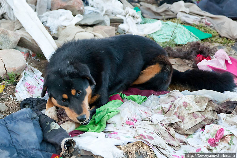 Собаки, питающиеся мясом трупов Тибет, Китай
