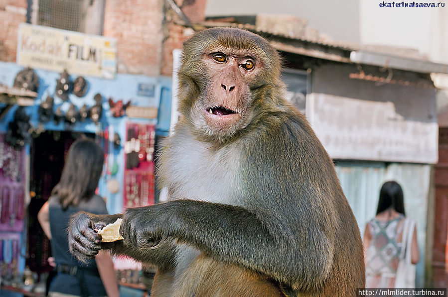 Обезьянья Ступа в Катманду Обезьянья Ступа в Катманду