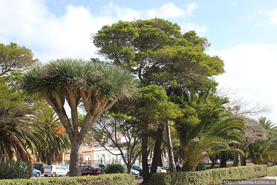 Драконово дерево (Dracaena draco) в  городе  Ла Лагуна. Икод-де-лос-Винос, остров Тенерифе, Испания